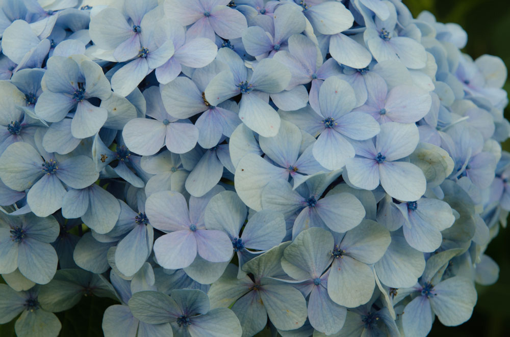 Hortensienblüte am Atlantik in der Bretagne I Fotografie: Gudrun Itt Hortensienblüte am Atlantik in der Bretagne I Fotografie: Gudrun Itt
